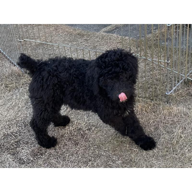 販売中の茨城県のスタンダードプードル-426748の3枚目