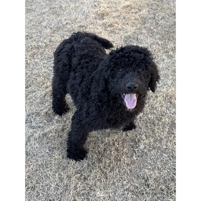 販売中の茨城県のスタンダードプードル-426748の2枚目