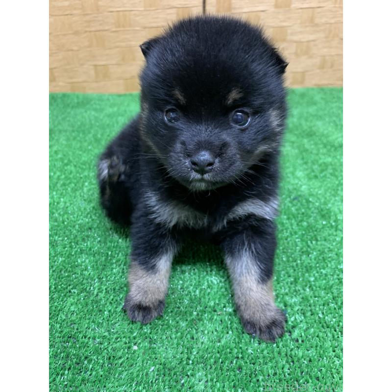 販売中の福岡県のミックス犬-435851の5枚目