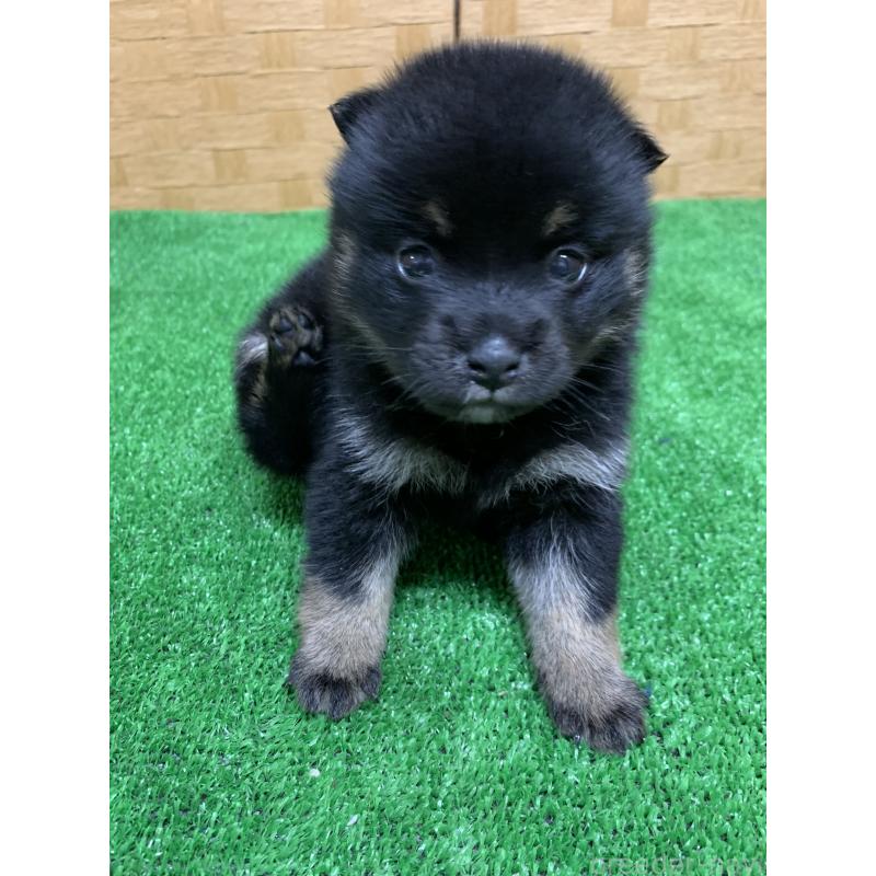 販売中の福岡県のミックス犬-435851の4枚目