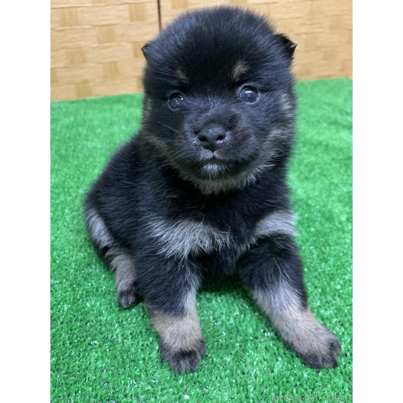 販売中の福岡県のミックス犬-435851の3枚目