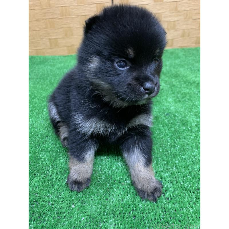 販売中の福岡県のミックス犬-435851の2枚目