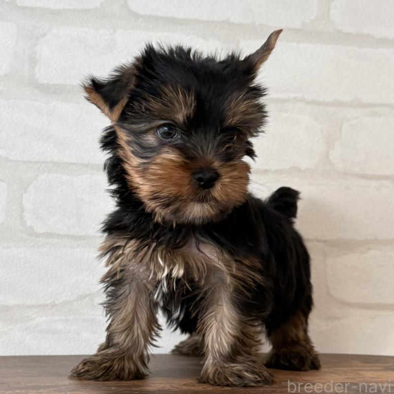 販売中の大阪府のヨークシャーテリア-435810の9枚目