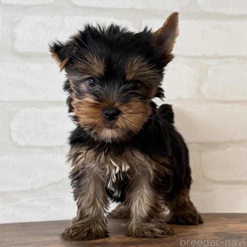 販売中の大阪府のヨークシャーテリア-435810の8枚目