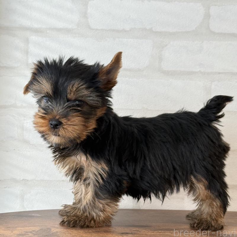 販売中の大阪府のヨークシャーテリア-435810の7枚目