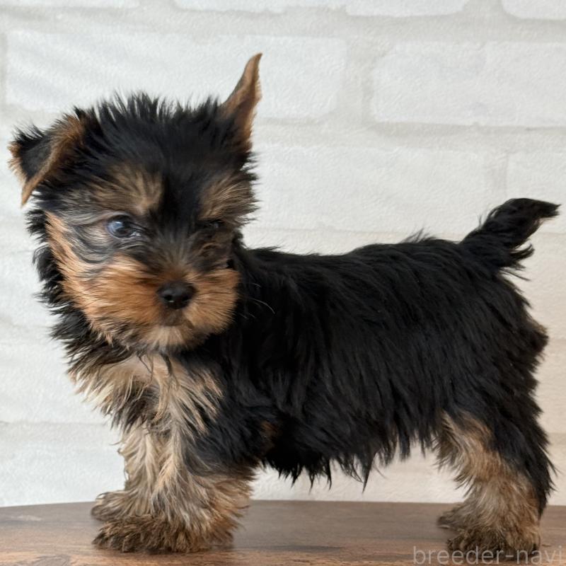 販売中の大阪府のヨークシャーテリア-435810の6枚目