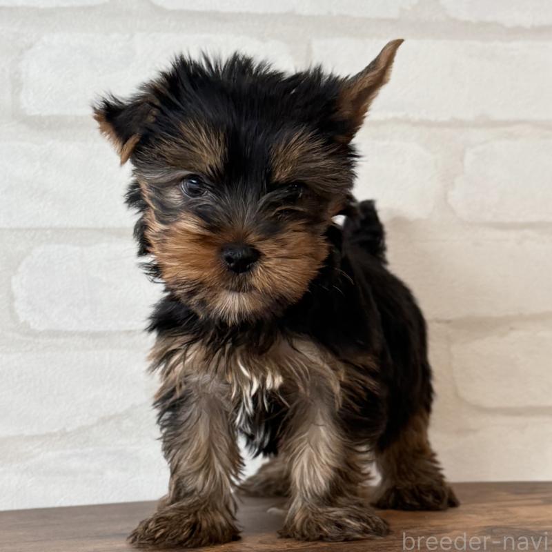 販売中の大阪府のヨークシャーテリア-435810の5枚目