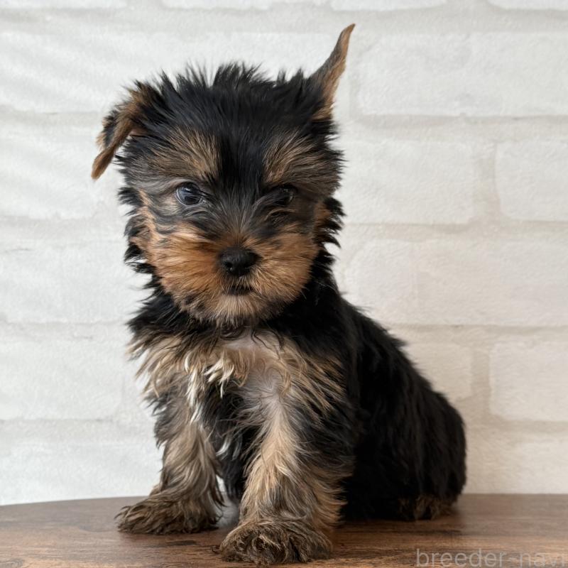 販売中の大阪府のヨークシャーテリア-435810の4枚目