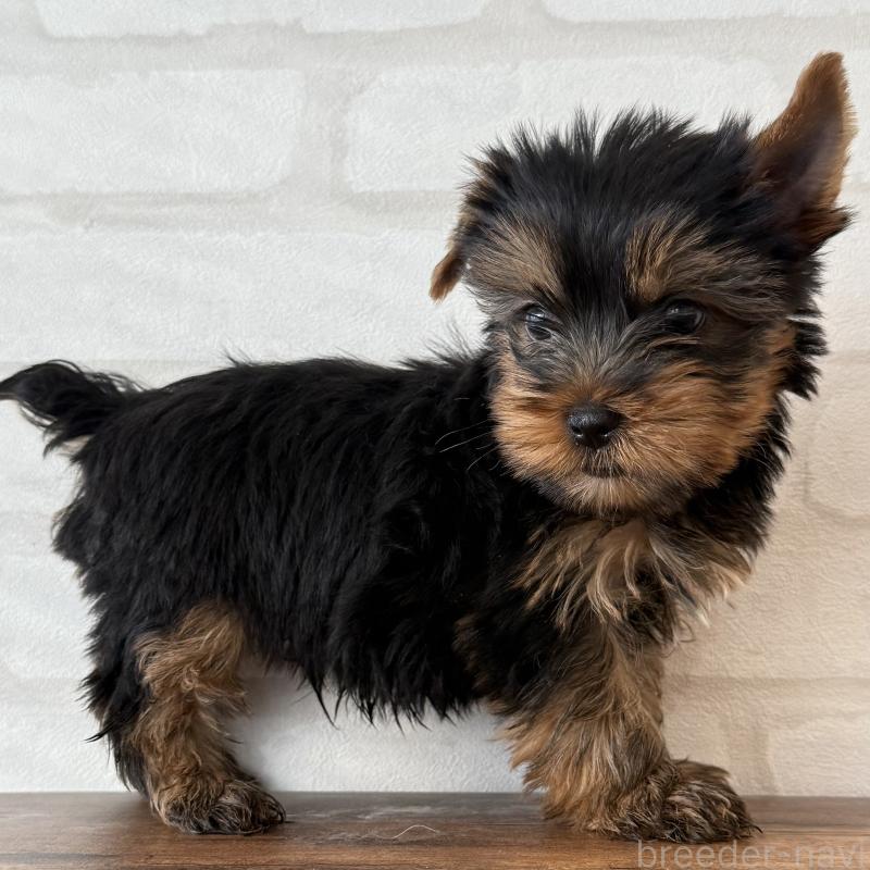 販売中の大阪府のヨークシャーテリア-435810の3枚目