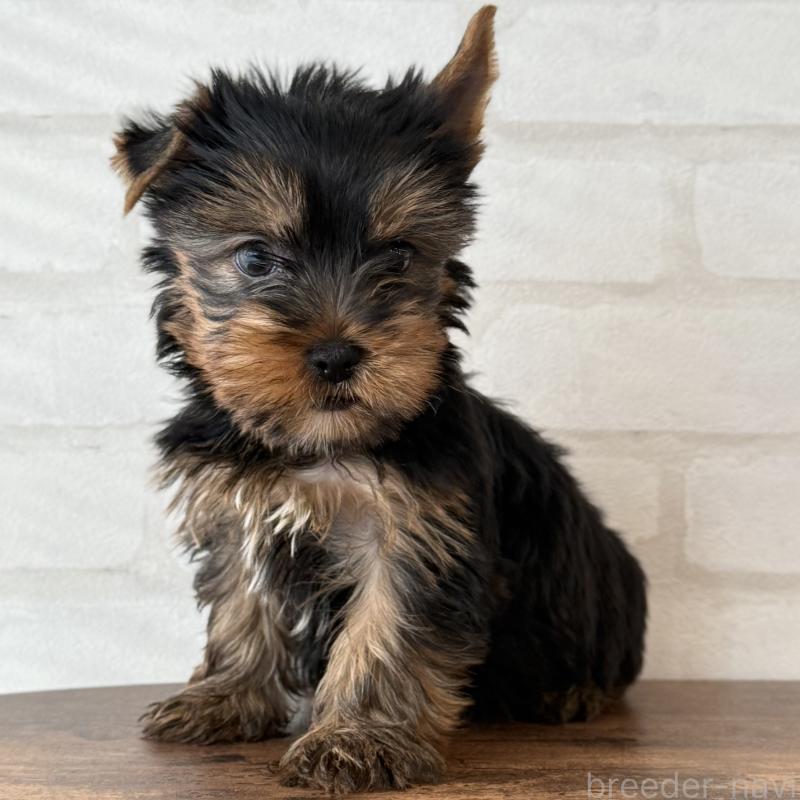 販売中の大阪府のヨークシャーテリア-435810の2枚目