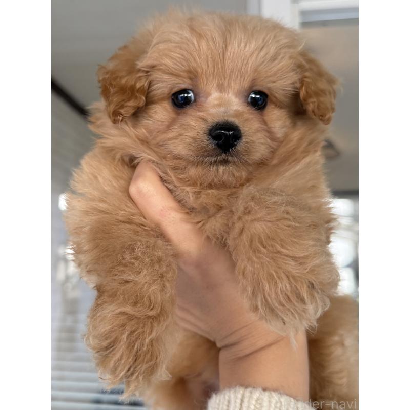 販売中の大阪府のポメプー:ポメラニアン×トイプードル-435811の4枚目