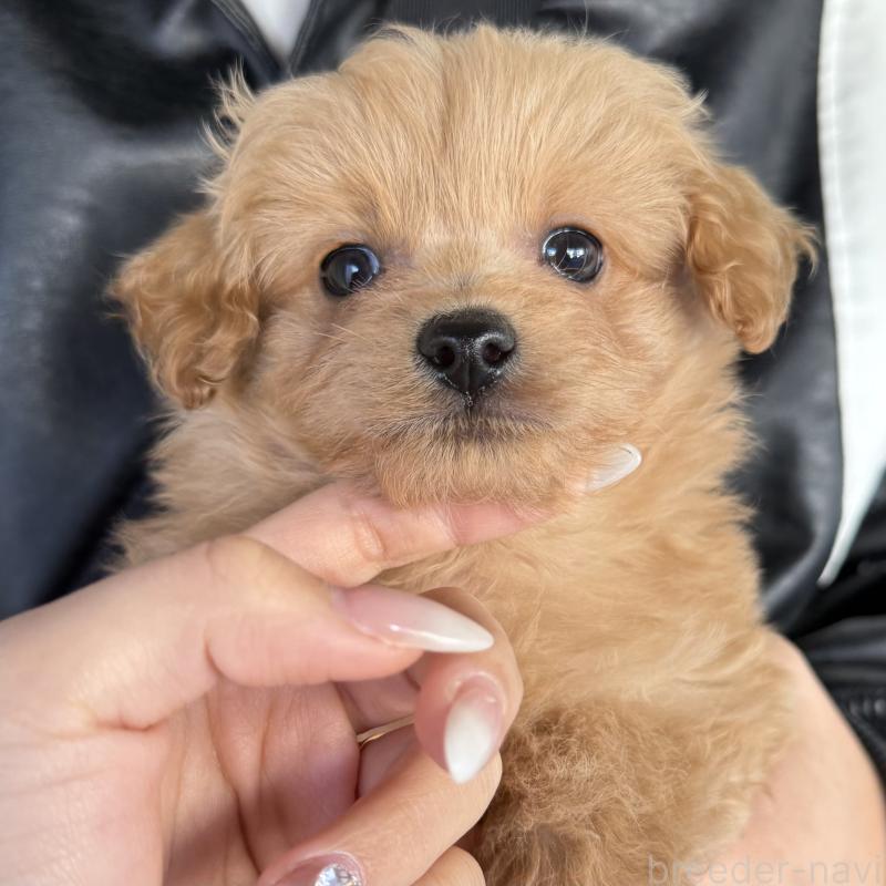 販売中の大阪府のポメプー:ポメラニアン×トイプードル-435811の1枚目