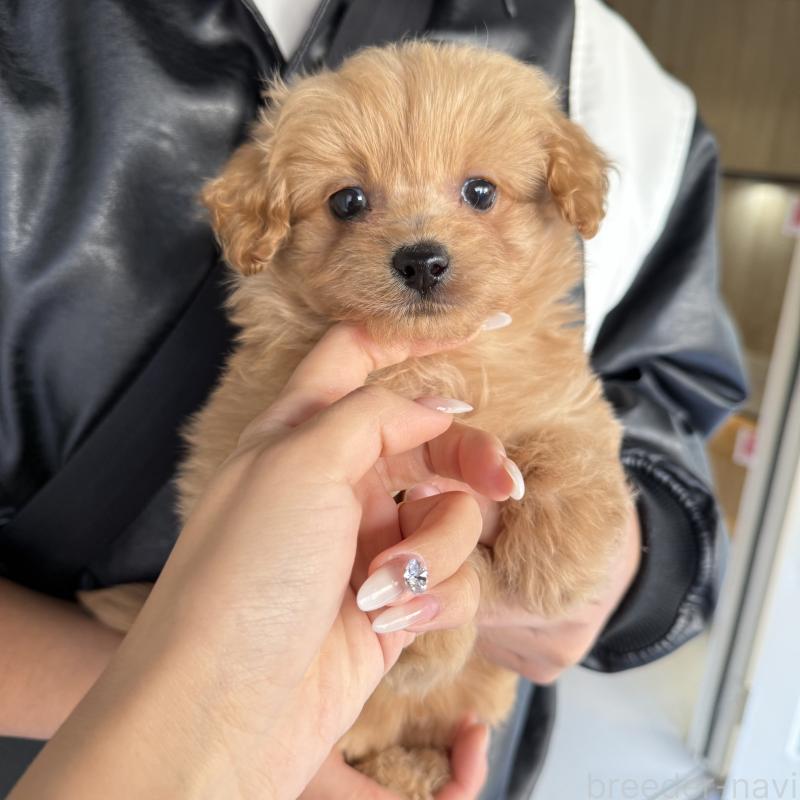 販売中の大阪府のポメプー:ポメラニアン×トイプードル-435811の2枚目