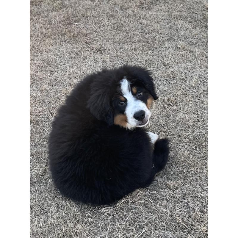 成約済の茨城県のバーニーズマウンテンドッグ-425295の3枚目