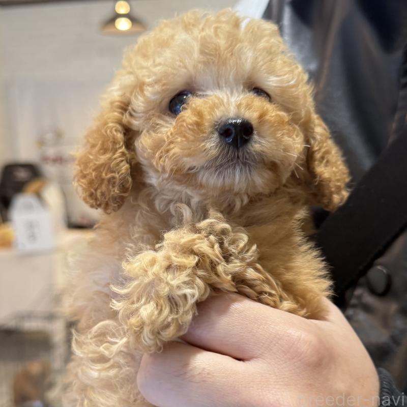 販売中の大阪府のトイプードル-435812の6枚目