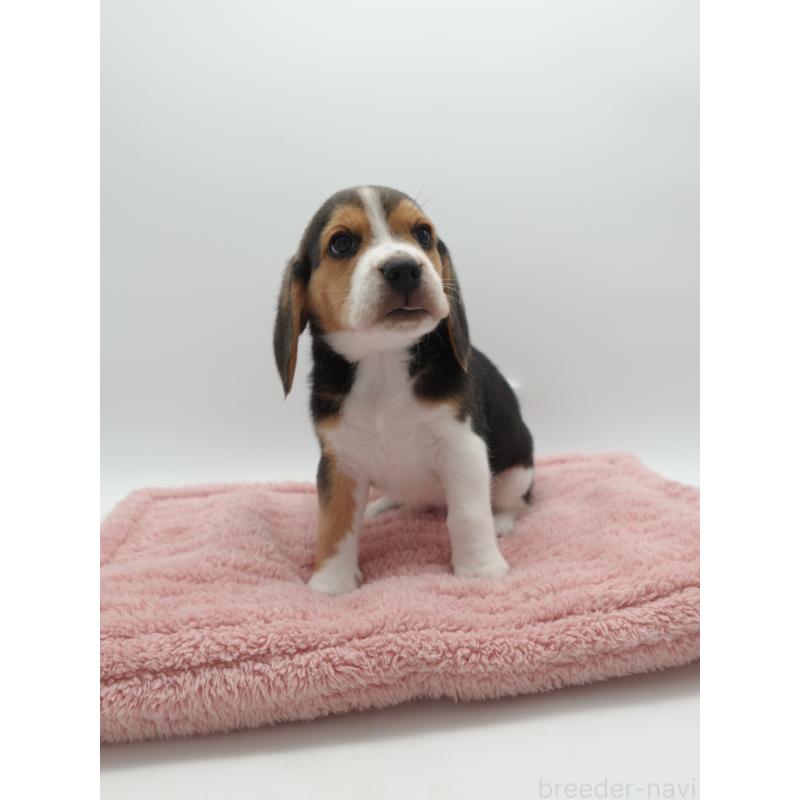 販売中の群馬県のビーグル-427732の4枚目