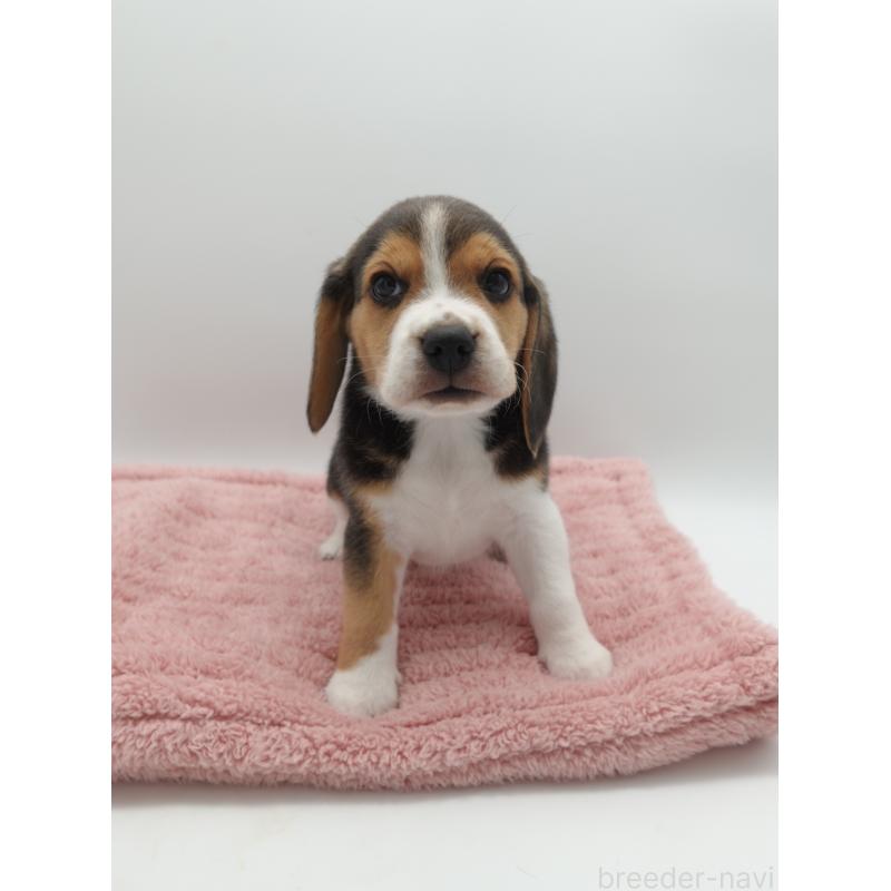 販売中の群馬県のビーグル-427732の3枚目