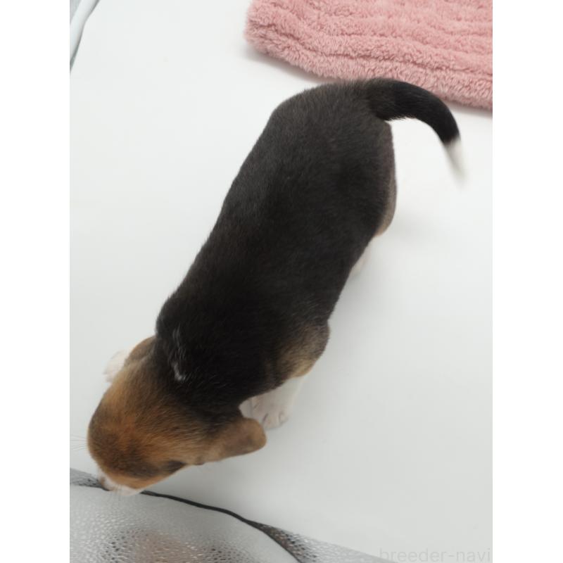 販売中の群馬県のビーグル-427731の2枚目