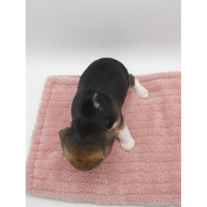 販売中の群馬県のビーグル-427735の2枚目