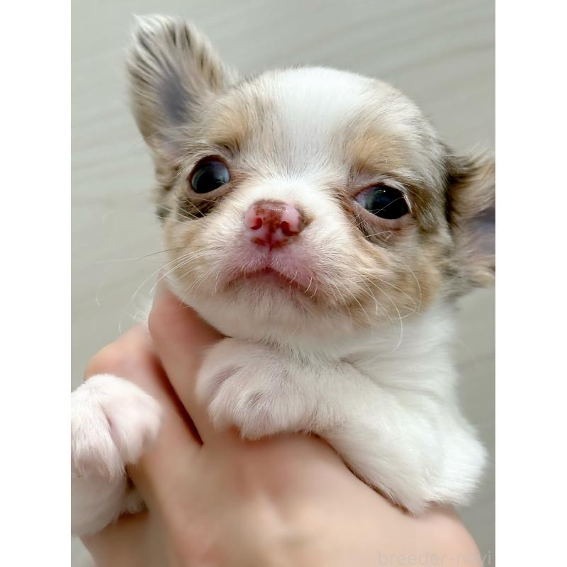 販売中の東京都のチワワ(ロングコート)-428313の2枚目