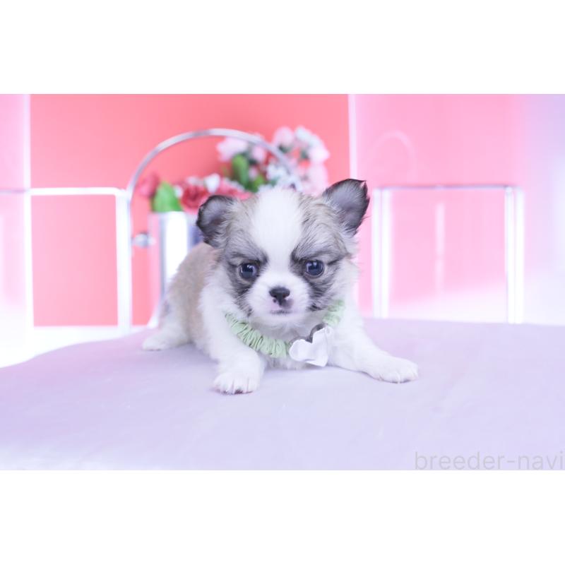 販売中の愛知県のチワワ(ロングコート)-435817の11枚目