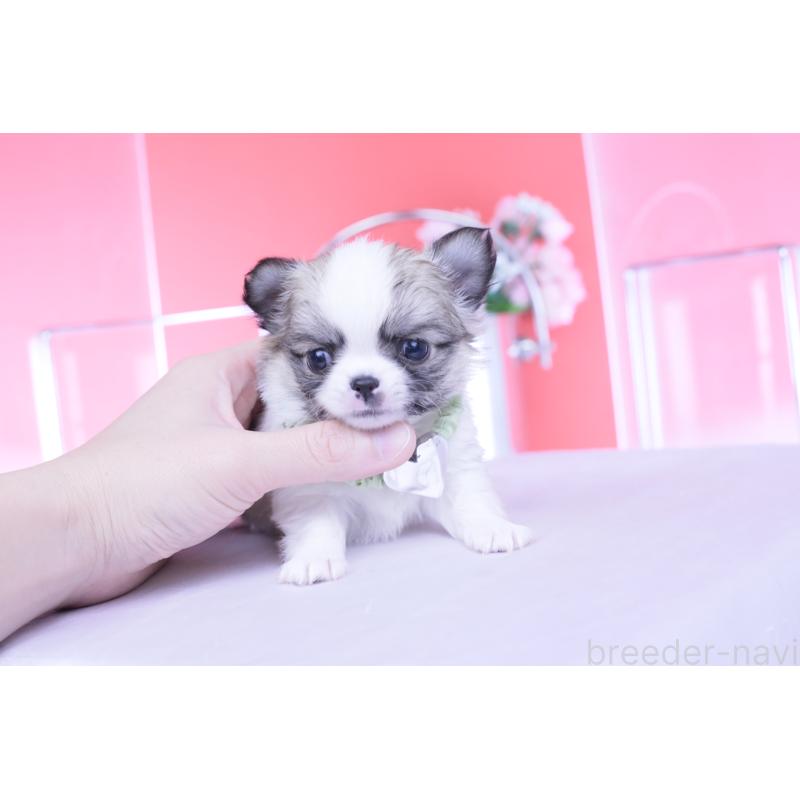 販売中の愛知県のチワワ(ロングコート)-435817の10枚目