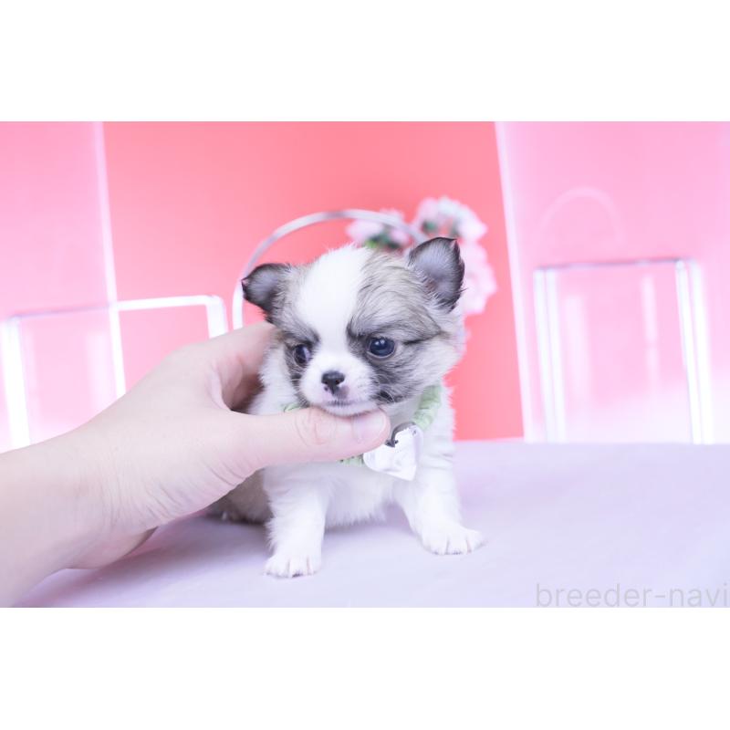 販売中の愛知県のチワワ(ロングコート)-435817の9枚目