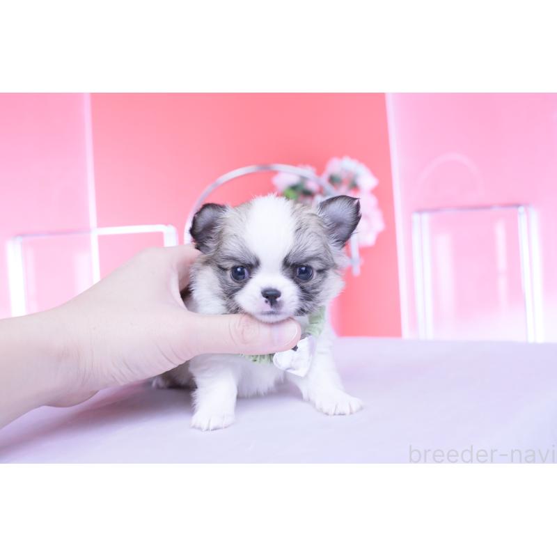 販売中の愛知県のチワワ(ロングコート)-435817の8枚目