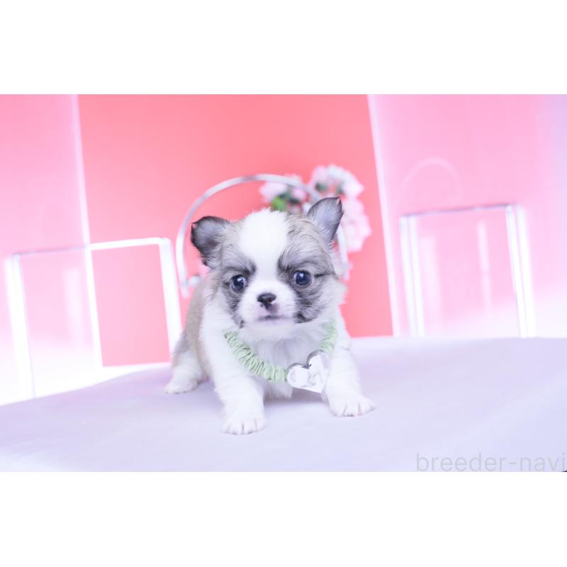 販売中の愛知県のチワワ(ロングコート)-435817の7枚目