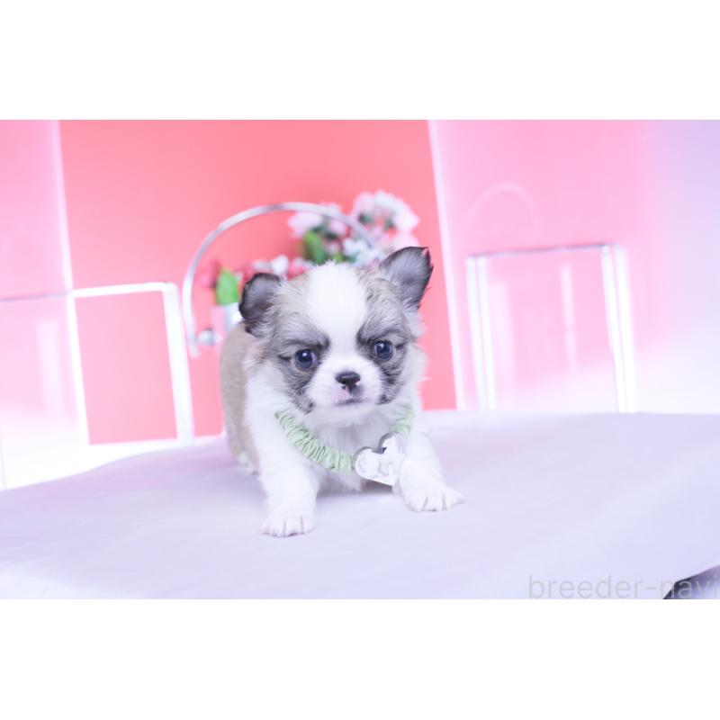 販売中の愛知県のチワワ(ロングコート)-435817の6枚目