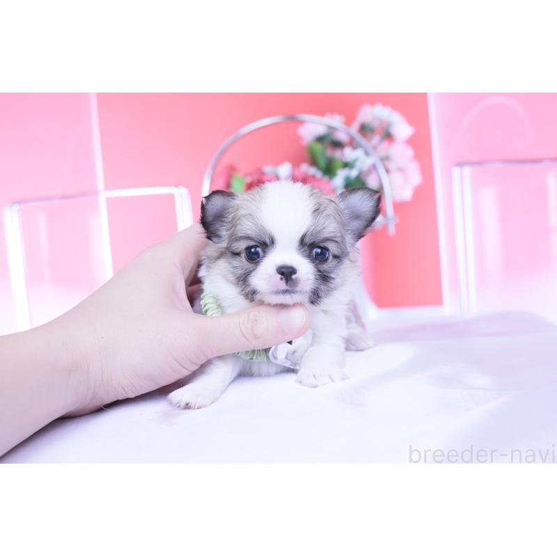 販売中の愛知県のチワワ(ロングコート)-435817の5枚目