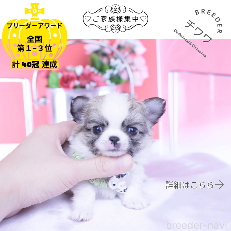 販売中の愛知県のチワワ(ロングコート)-435817