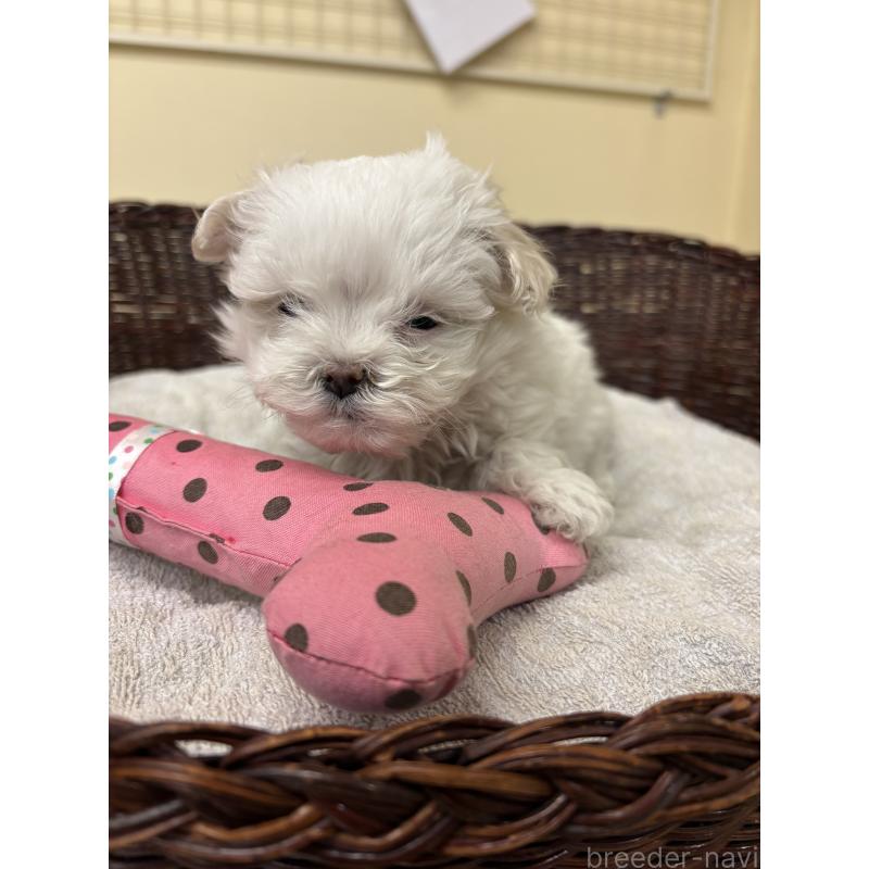 販売中の愛知県のマルチーズ-435816の6枚目