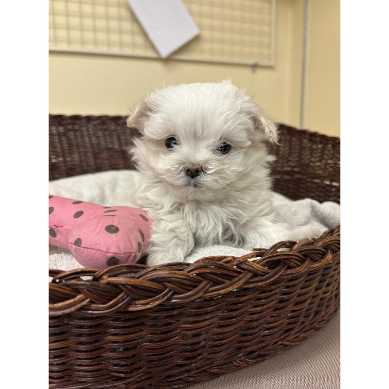 販売中の愛知県のマルチーズ-435816の5枚目