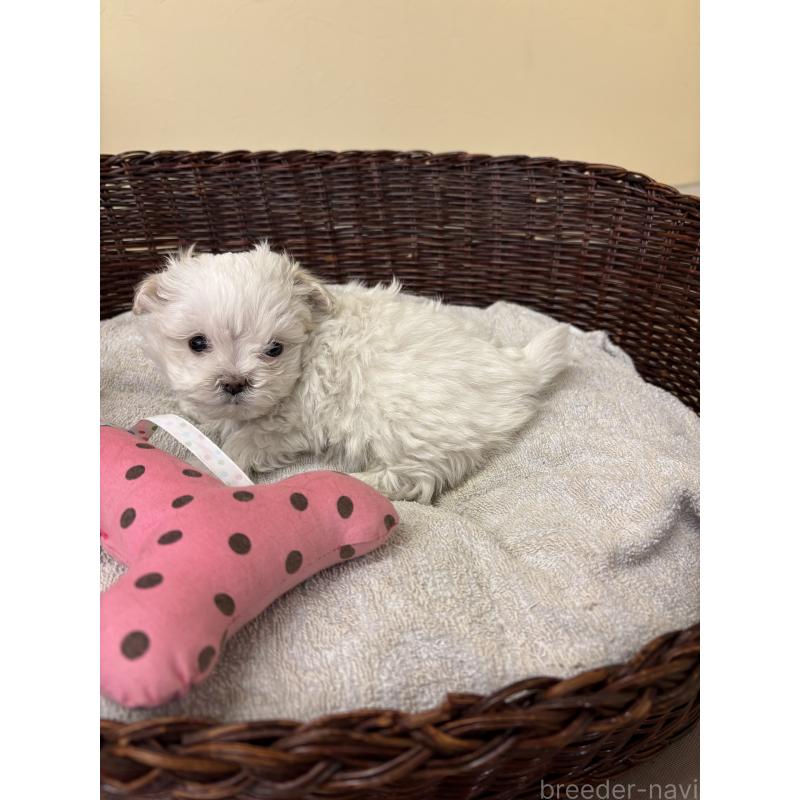 販売中の愛知県のマルチーズ-435816の4枚目