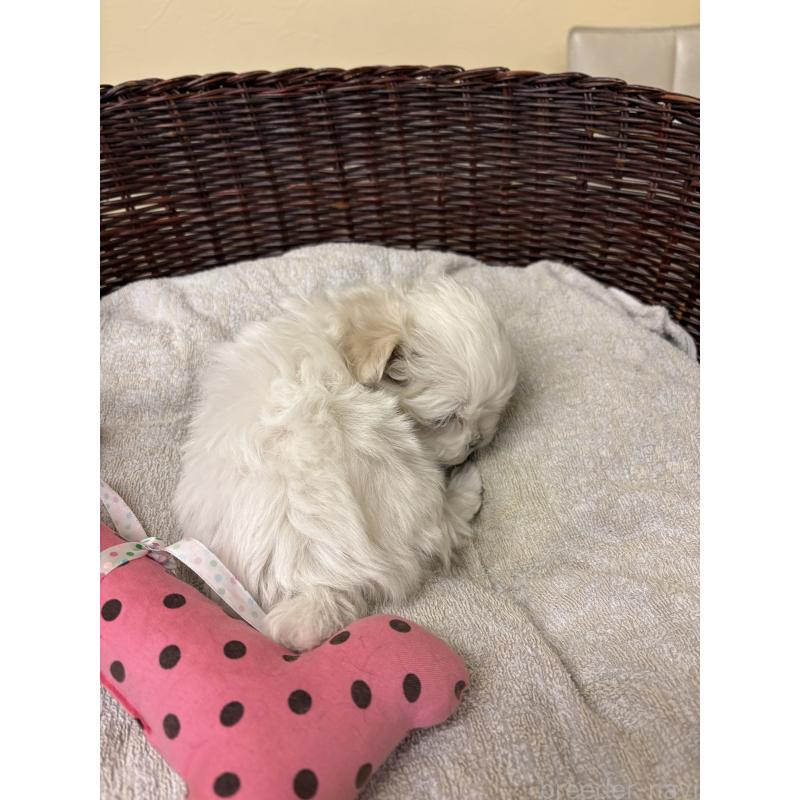 販売中の愛知県のマルチーズ-435816の3枚目