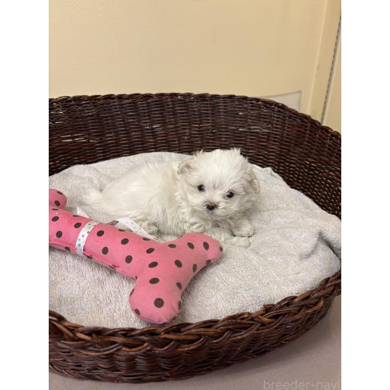 販売中の愛知県のマルチーズ-435816の2枚目