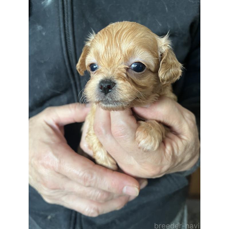 販売中の兵庫県のチワプー:チワワ×トイプードル-435825の5枚目