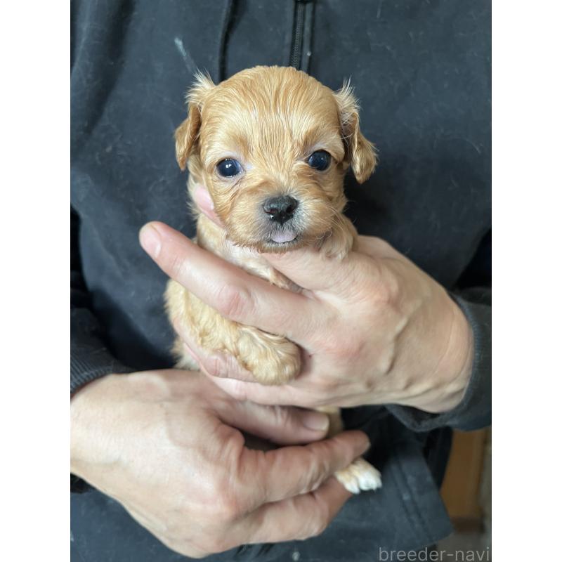 販売中の兵庫県のチワプー:チワワ×トイプードル-435825の1枚目