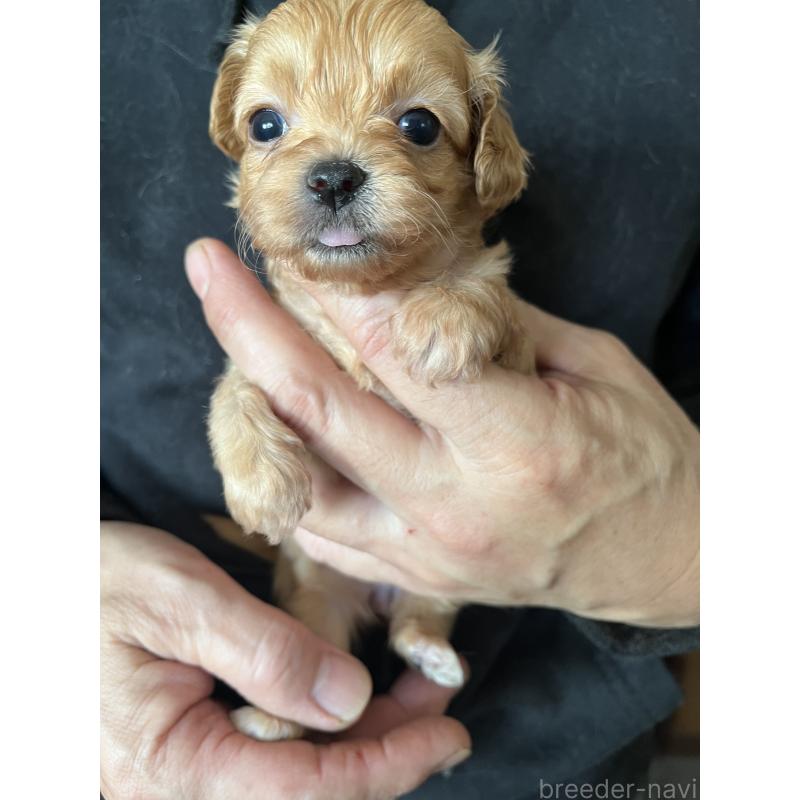 販売中の兵庫県のチワプー:チワワ×トイプードル-435825の4枚目