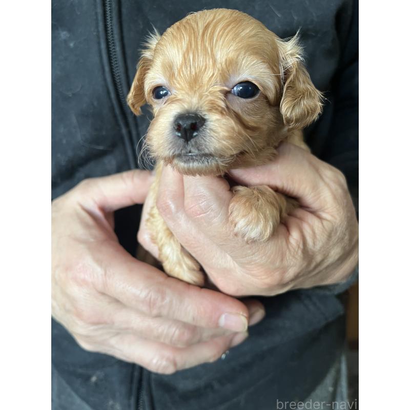 販売中の兵庫県のチワプー:チワワ×トイプードル-435825の3枚目