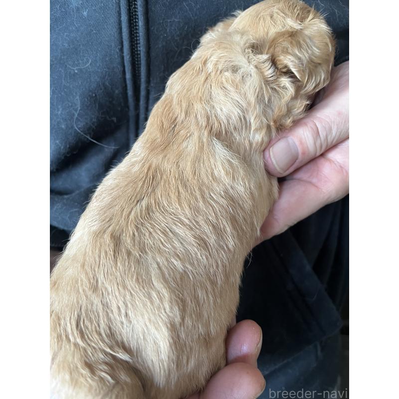 販売中の兵庫県のチワプー:チワワ×トイプードル-435825の2枚目