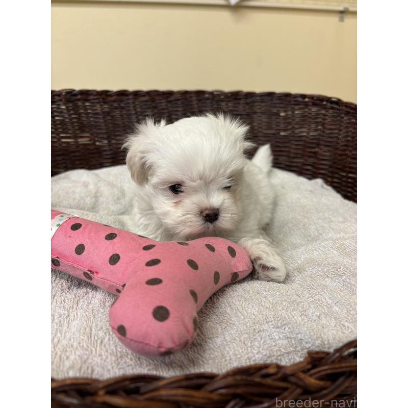販売中の愛知県のマルチーズ-435820の6枚目