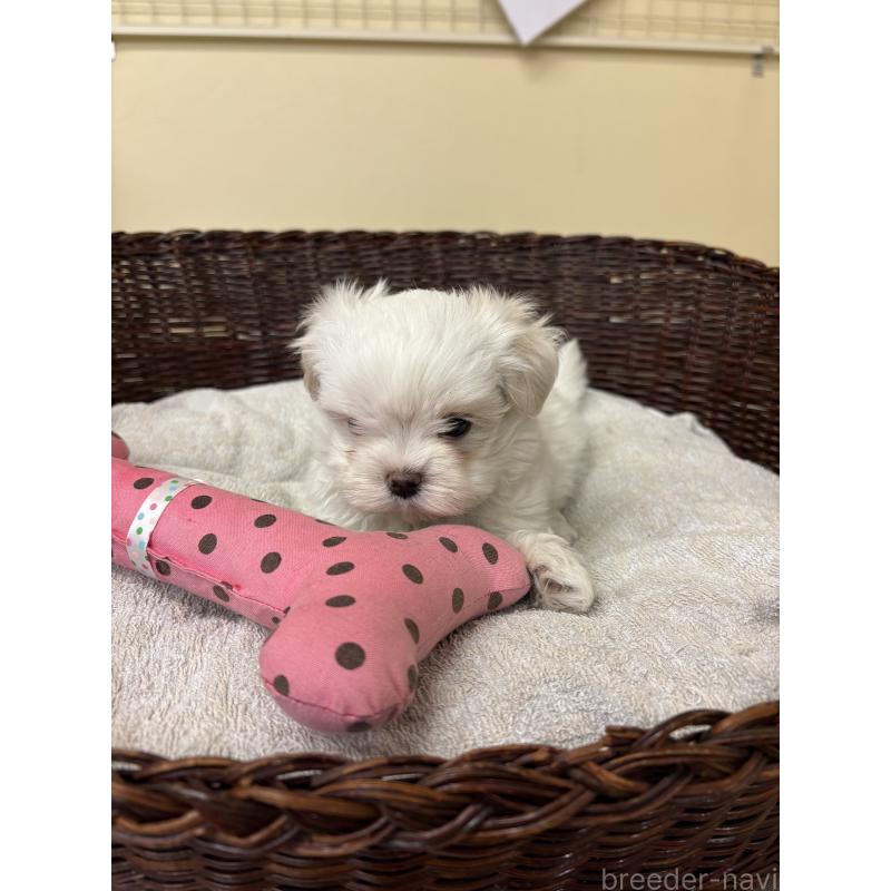 販売中の愛知県のマルチーズ-435820の5枚目