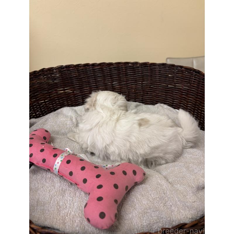 販売中の愛知県のマルチーズ-435820の4枚目