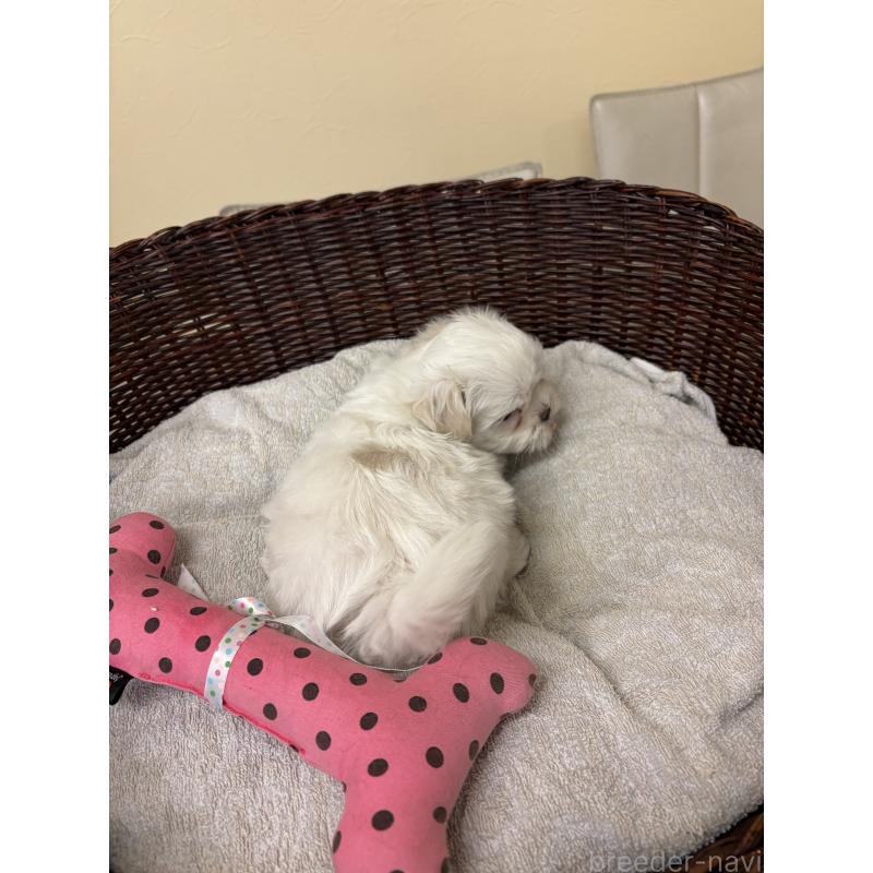 販売中の愛知県のマルチーズ-435820の3枚目