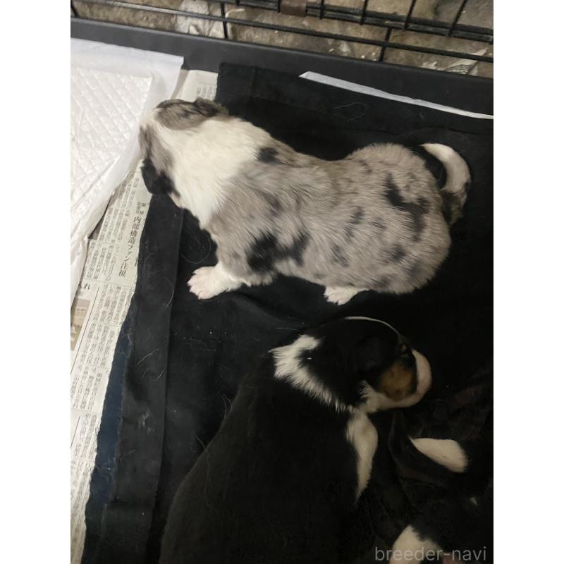 販売中の東京都のボーダーコリー-435818の2枚目