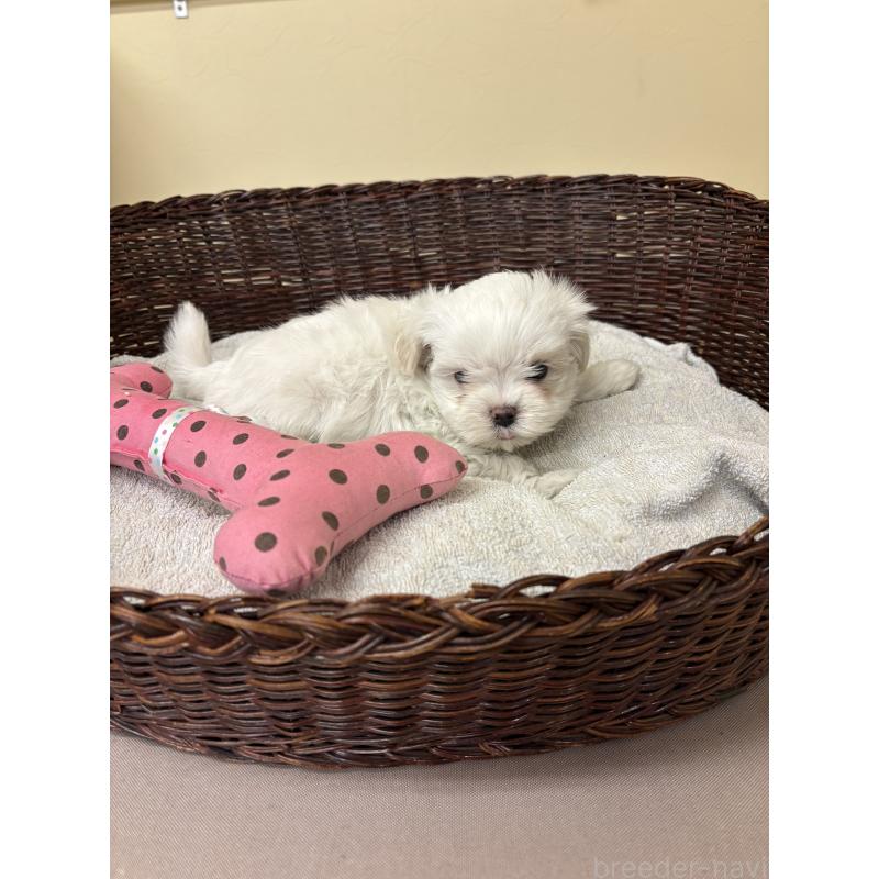 販売中の愛知県のマルチーズ-435820の2枚目