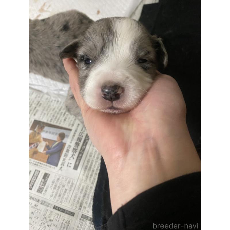 販売中の東京都のボーダーコリー-435819の3枚目