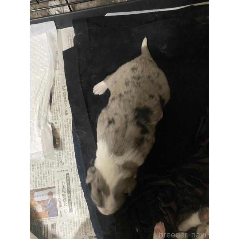 販売中の東京都のボーダーコリー-435819の2枚目